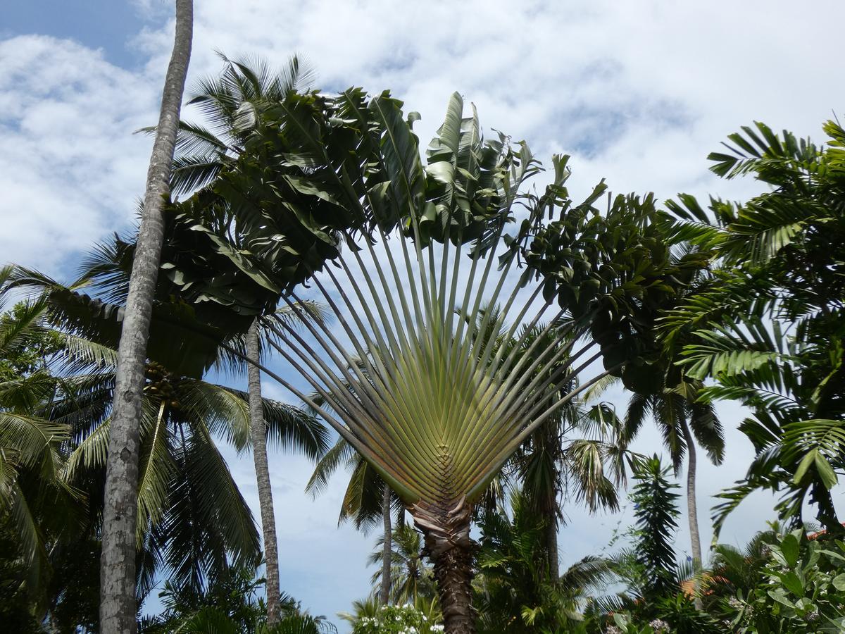 Pahalage Guesthouse Beruwala Exteriér fotografie