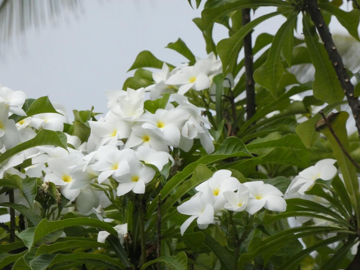 Pahalage Guesthouse Beruwala Exteriér fotografie